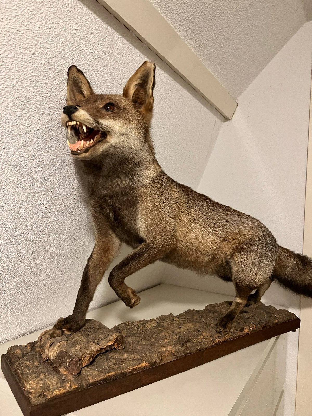 Prachtige opgezette vos - Taxidermie, Verzamelen, Ophalen, Zo goed als nieuw, Wild dier, Opgezet dier
