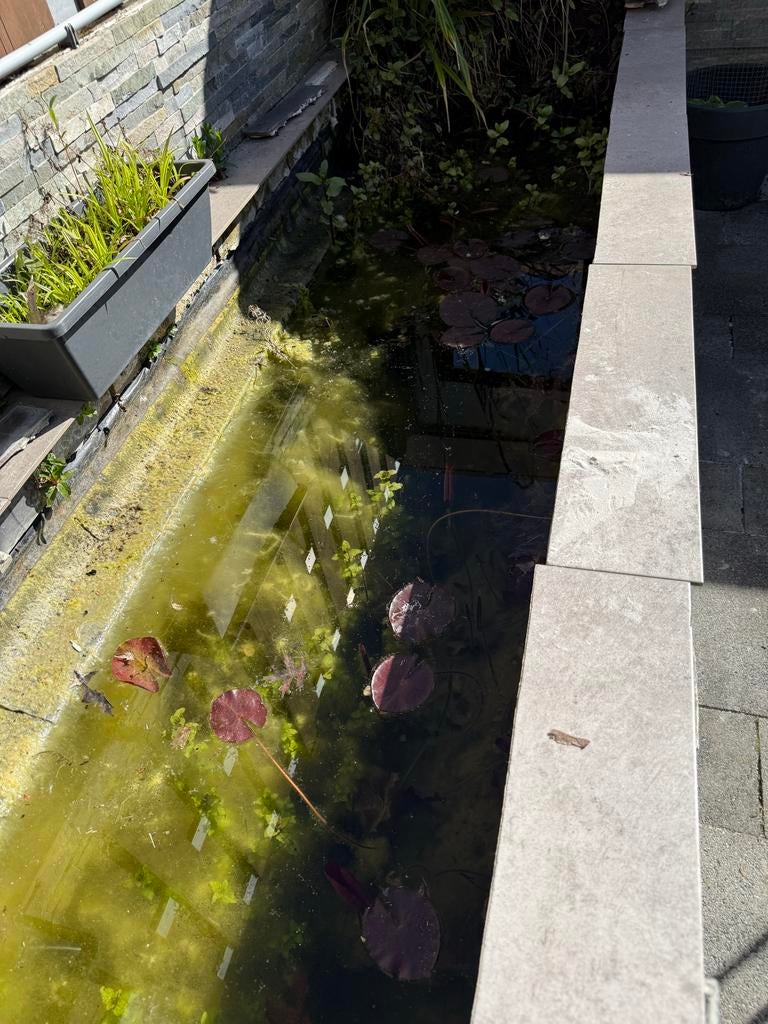 Diverse Waterplanten voor Vijver of Waterpartij, Ophalen, Gebruikt