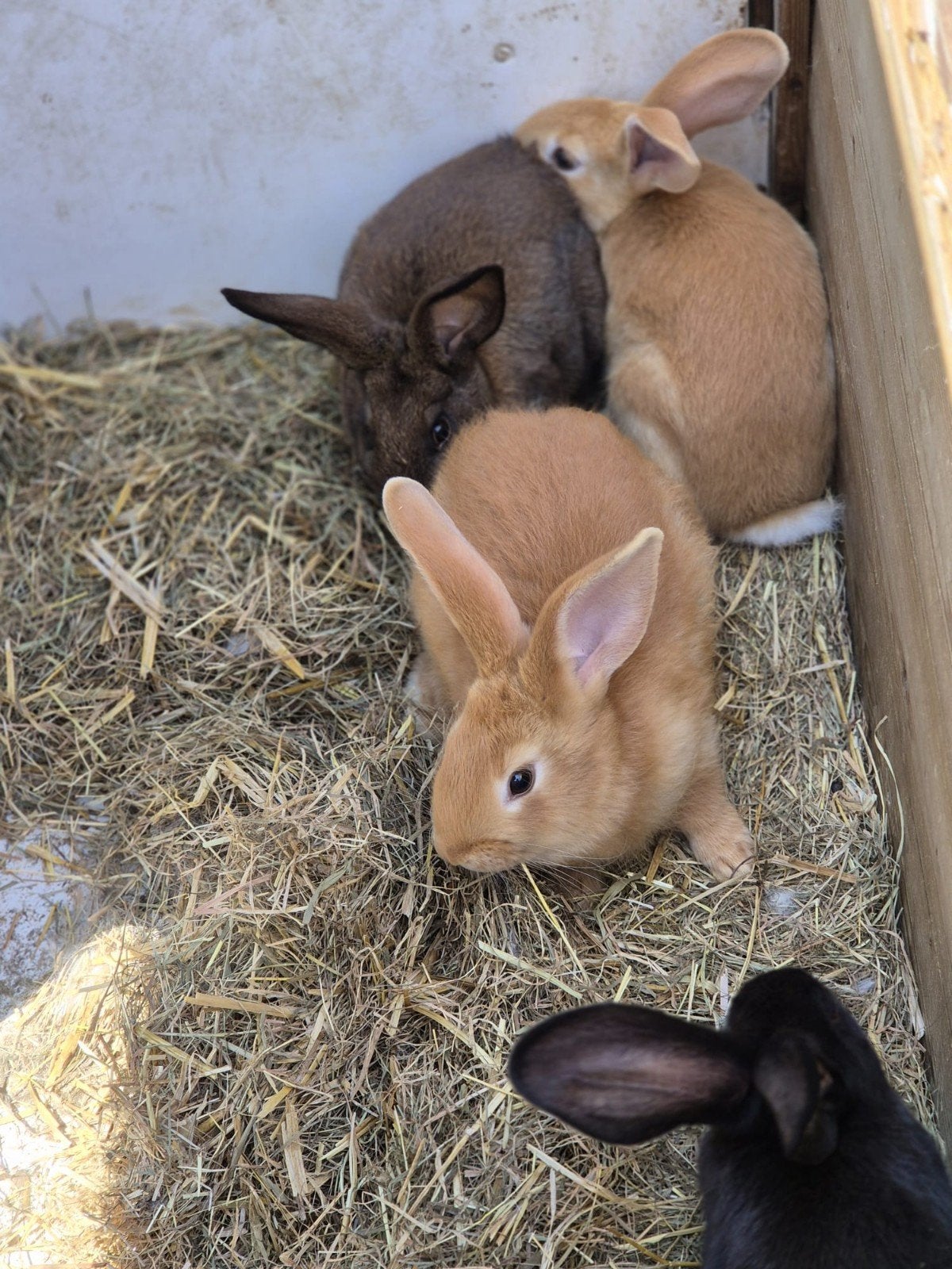 Hycole x Franse hangoor _nieuwzeelander, Dieren en Toebehoren, Meerdere dieren, Middelgroot, Hangoor, 0 tot 2 jaar