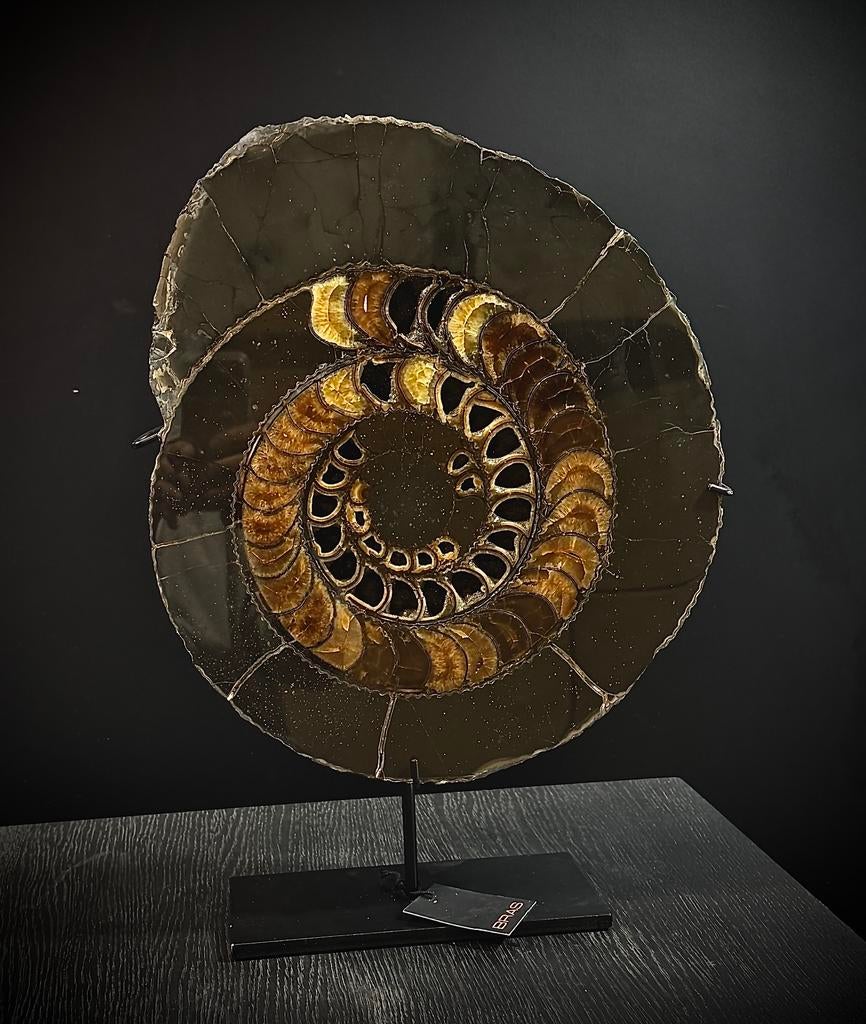 Ammoniet, Verzamelen, Mineralen en Fossielen, Ophalen of Verzenden
