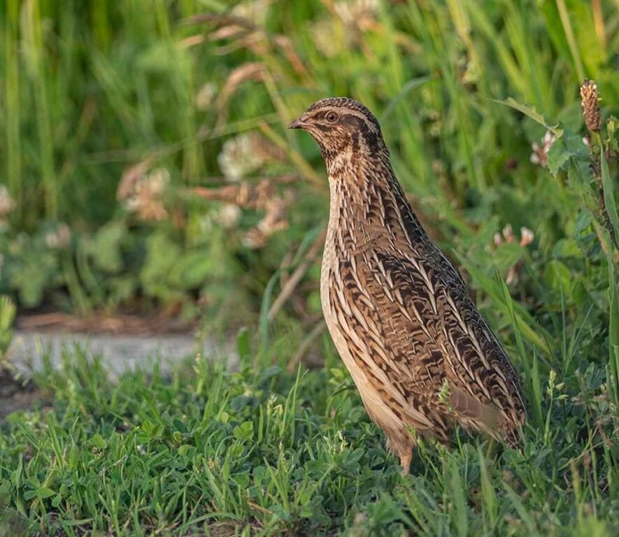 Europese kwartels, Dieren en Toebehoren, Vogels | Overige Vogels, Meerdere dieren, Wildzangvogel, Geringd