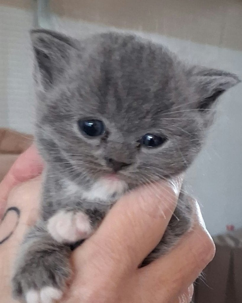 Prachtig Raszuiver Brits korthaar langhaar/korthaar kittens, Meerdere dieren, 0 tot 2 jaar
