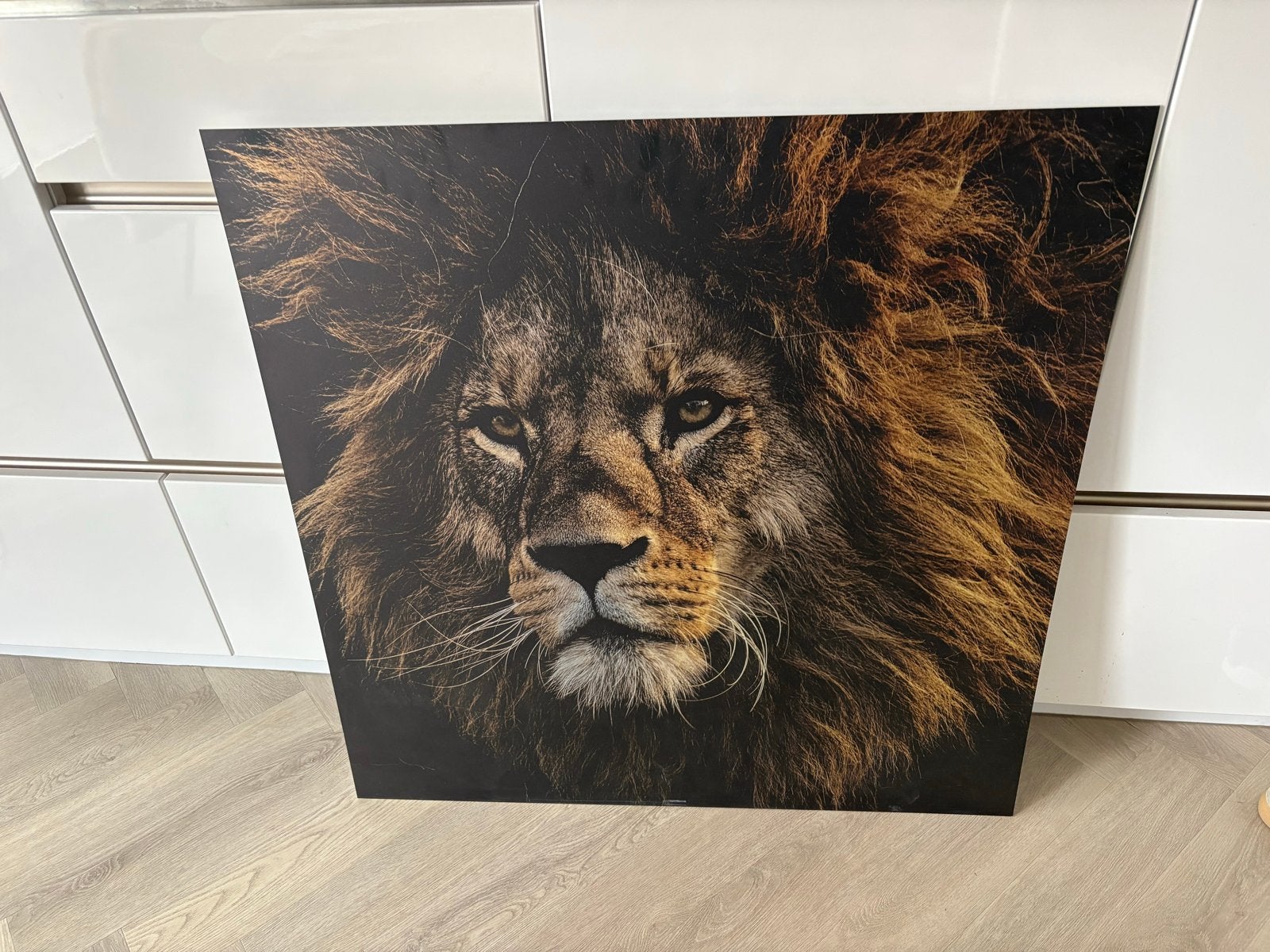 Dibond schilderij aluminium kunst Leeuw, Ophalen, Metaal, Print, Dieren