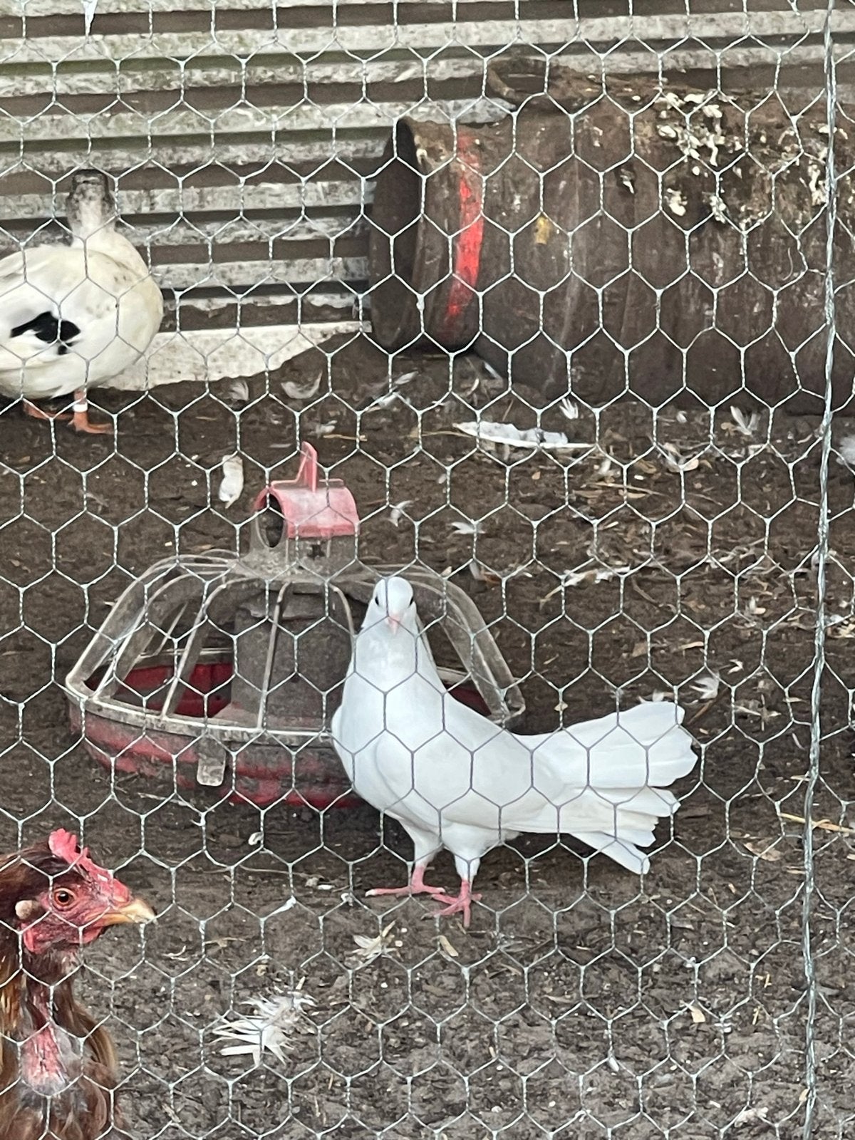 Witte pauwstaart duiven, Meerdere dieren, Overige soorten