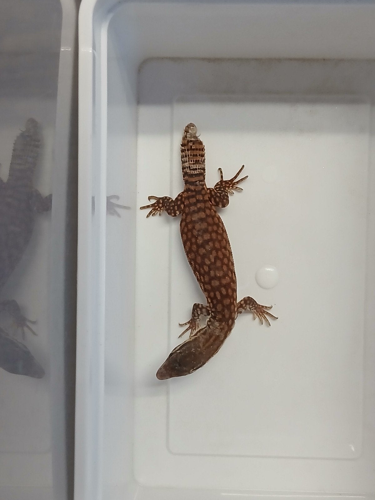Varanus acanthurus (red ackies), Dieren en Toebehoren, Hagedis, 0 tot 2 jaar