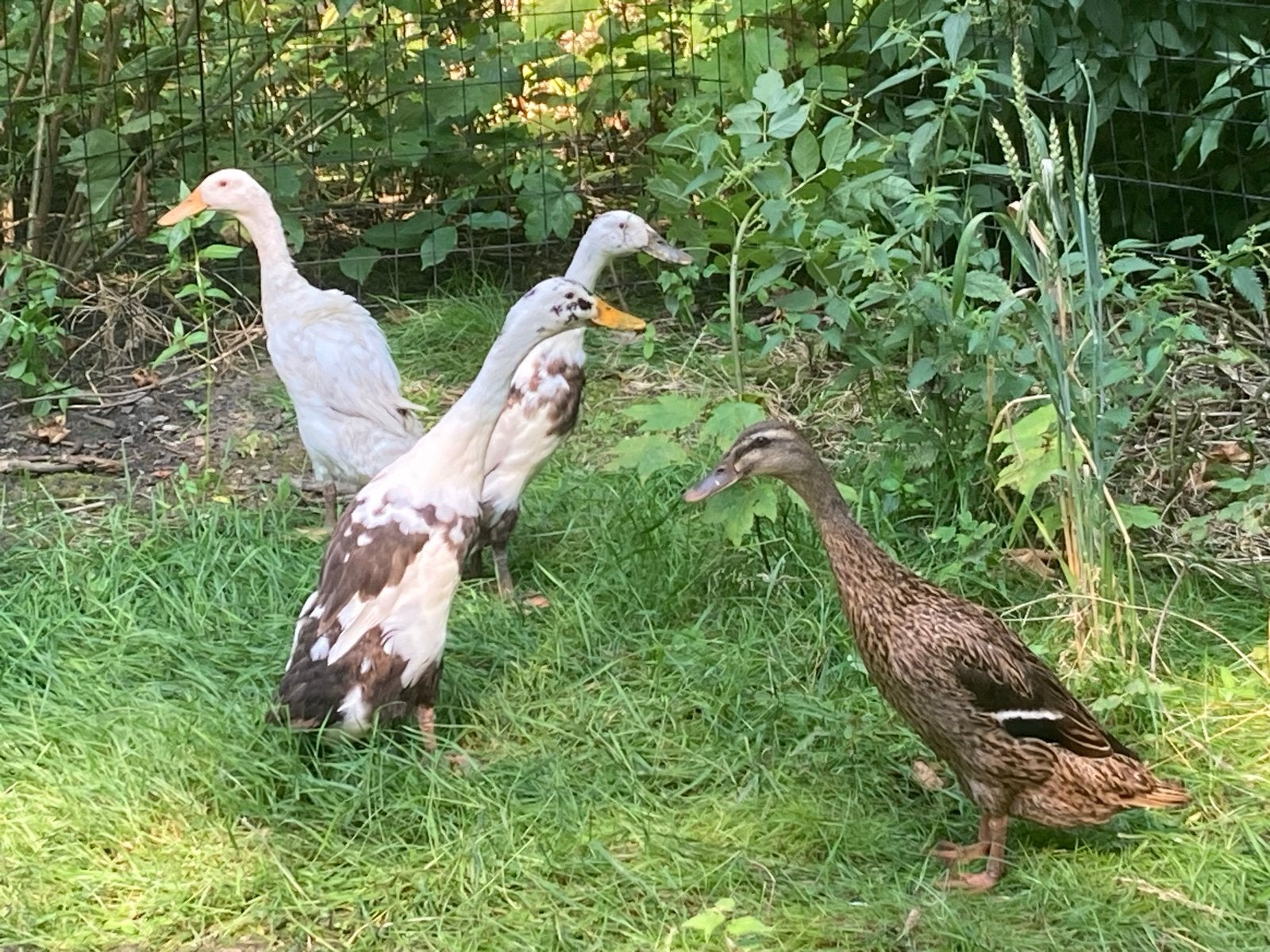 Loopeenden 1 jaar jong 3 dames, Vrouwelijk, Eend