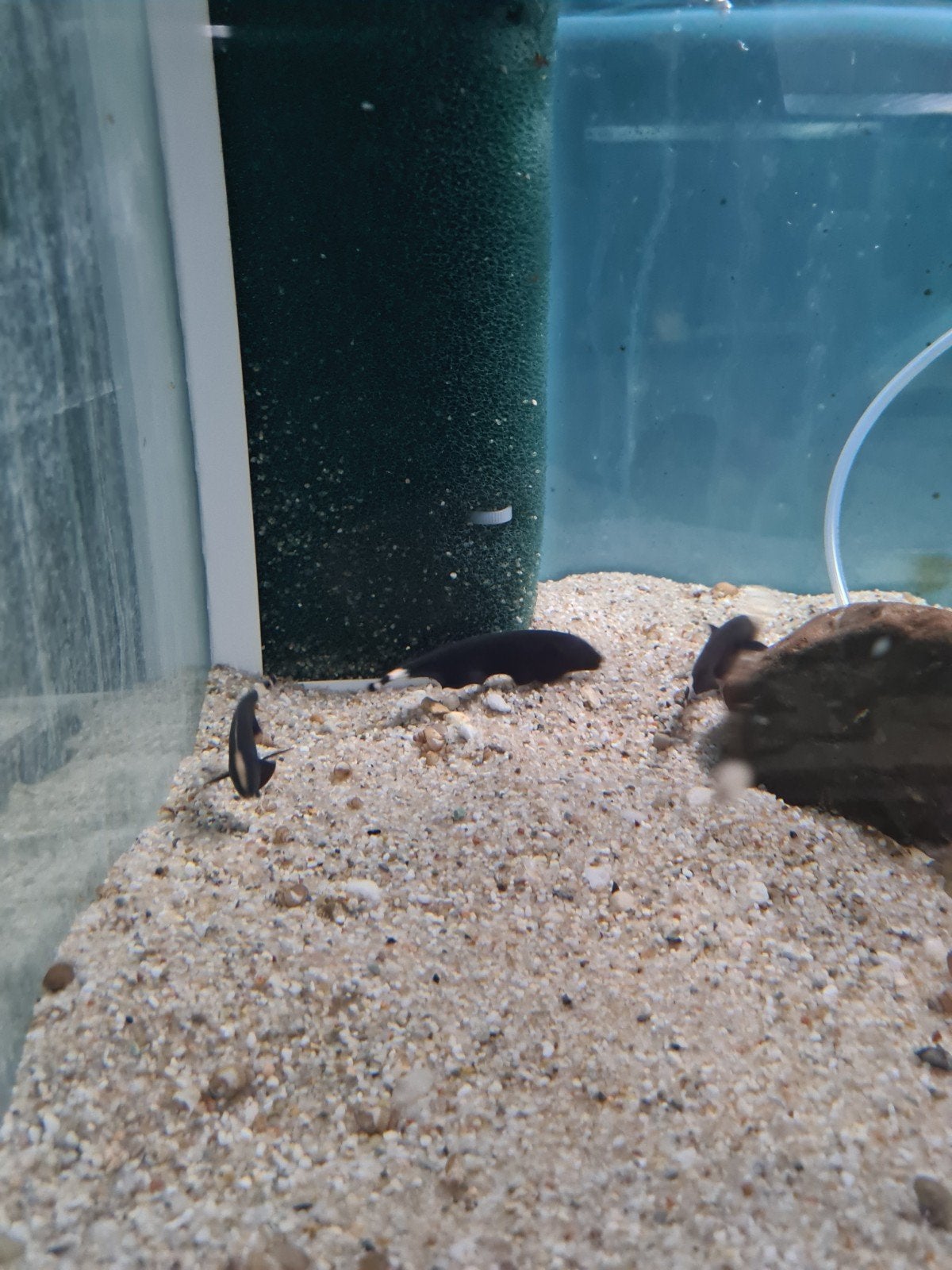 Apteronotus Albifrons, Zwarte Amerikaanse Mesvis,, Dieren en Toebehoren, Vissen | Aquariumvissen, Vis, Zoetwatervis