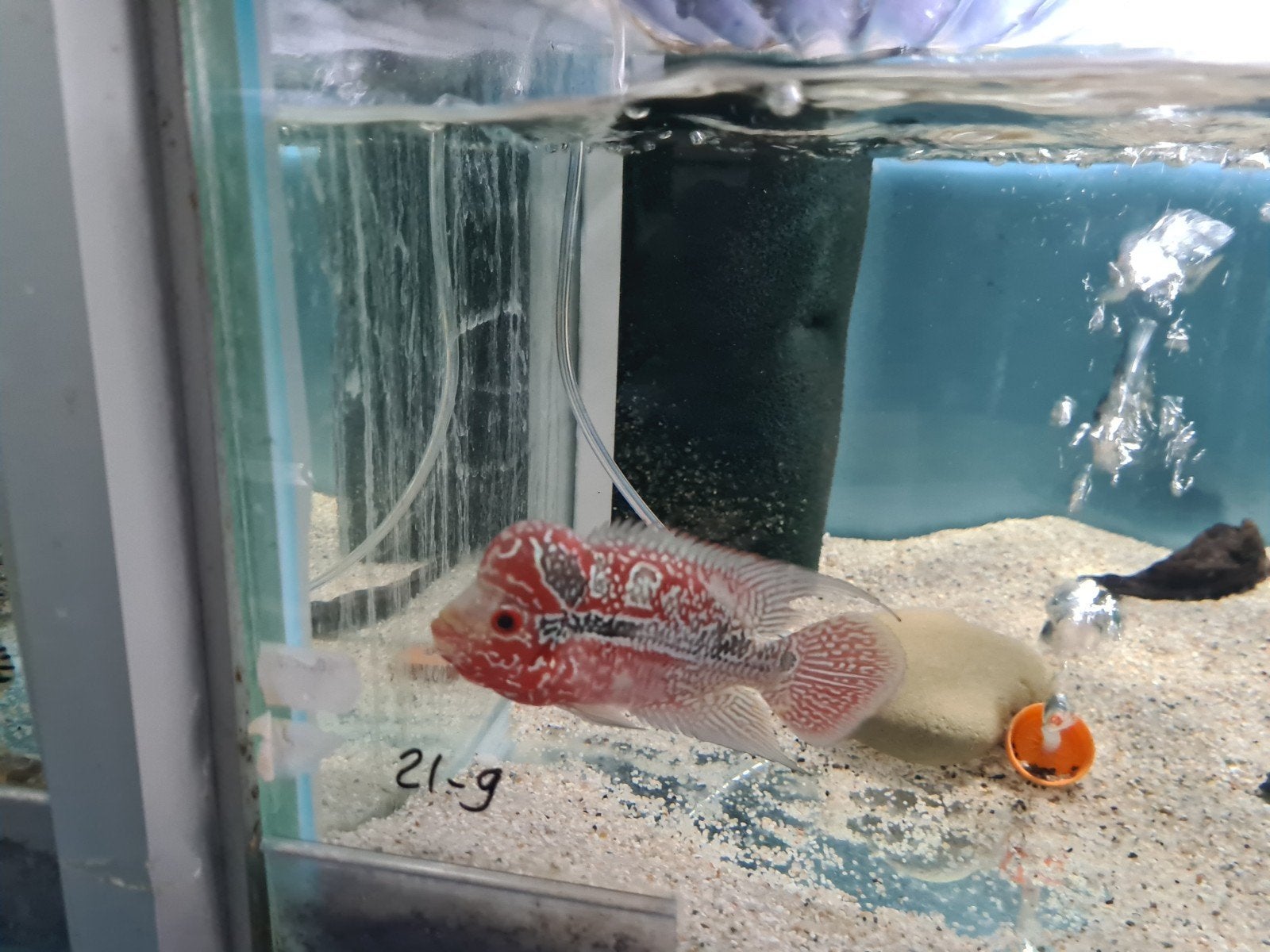 Flowerhorn Red Pearl Cichlide