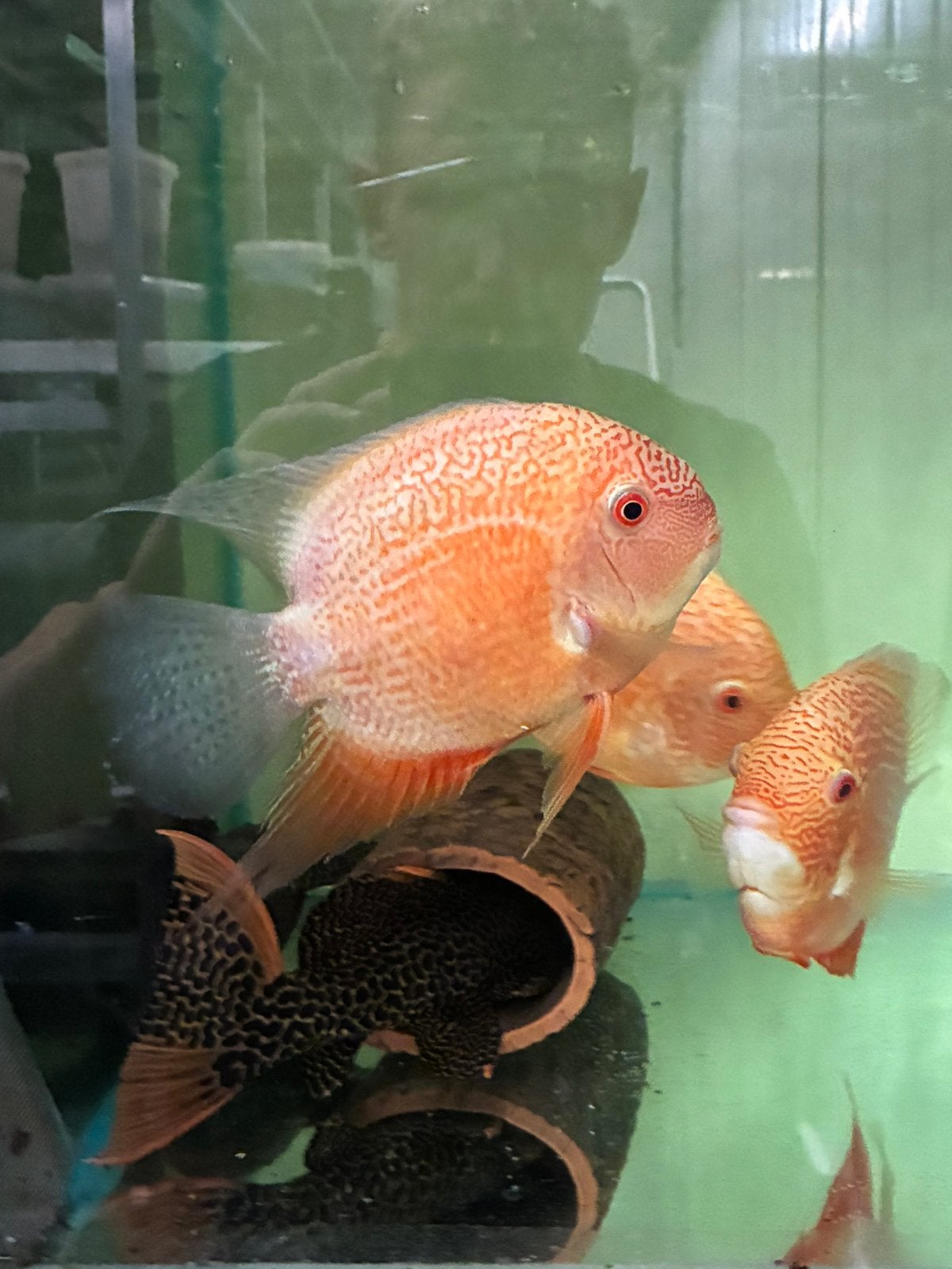 Trio Herros red spotted, Dieren en Toebehoren, Vissen | Aquariumvissen, Vis
