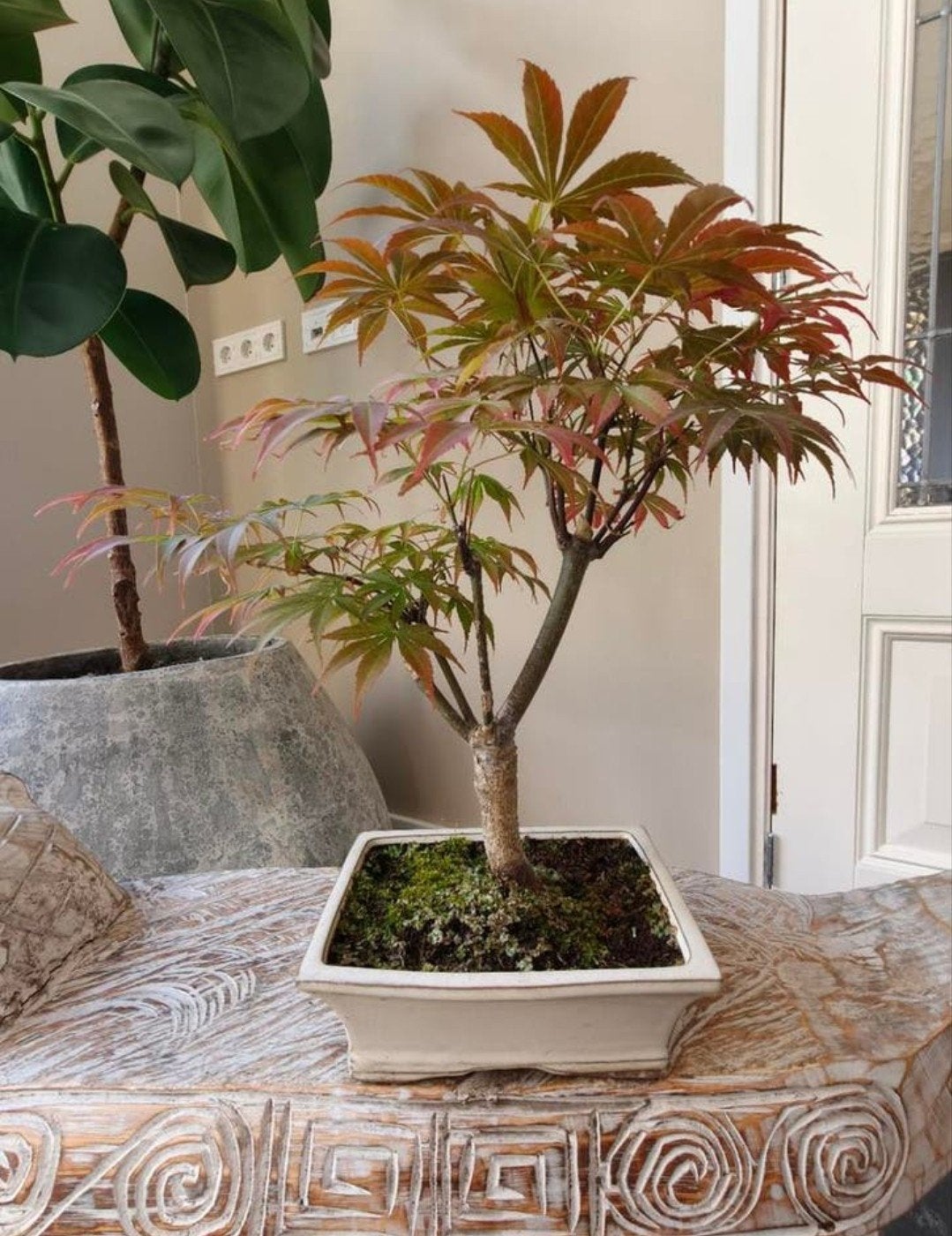 Acer Japanse Esdoorn  Bonsai, Bloeit niet, Halfschaduw, Minder dan 100 cm, Overige soorten