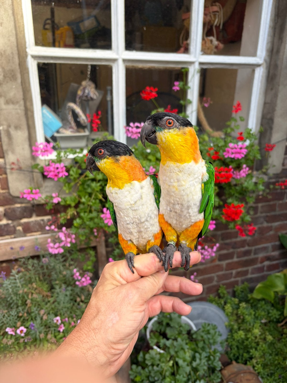 Caique : 2 mooie tamme zwartkop caiques, Dieren en Toebehoren, Mannelijk, Papegaai, Geringd