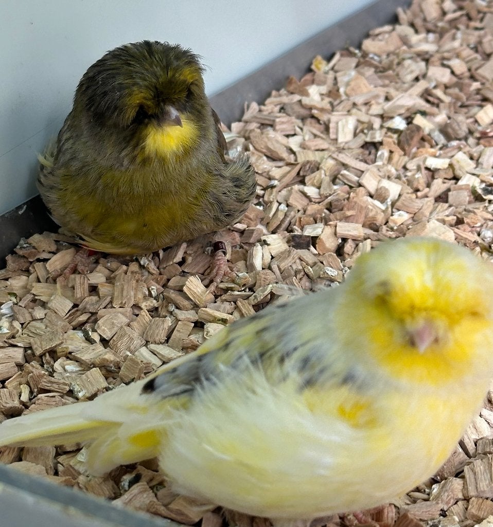 Norwich kanaries koppel, Meerdere dieren, Kleurkanarie