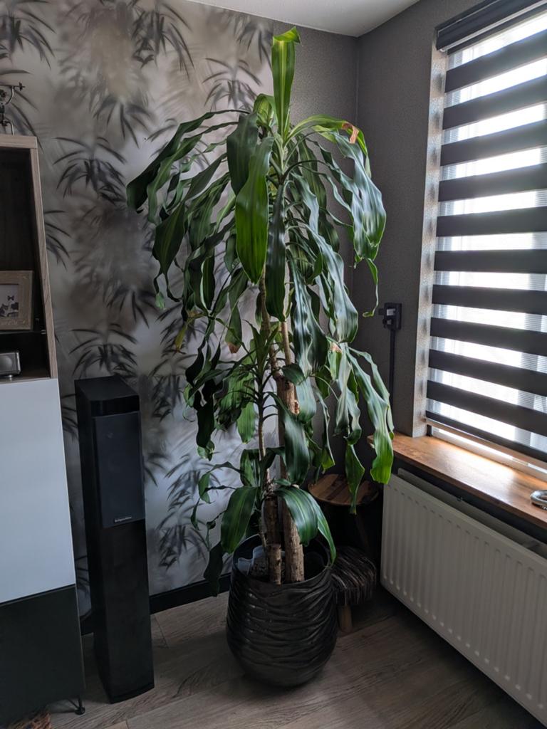 Grote kamerplant 2 meter met metalen pot met binnen pot, Ophalen, Halfschaduw