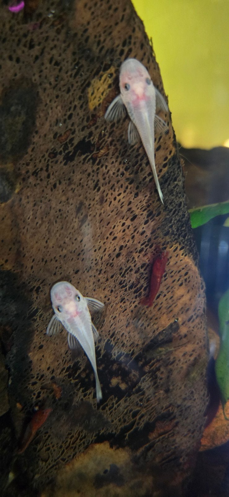 Snow White Ancistrus, Vis, Zoetwatervis