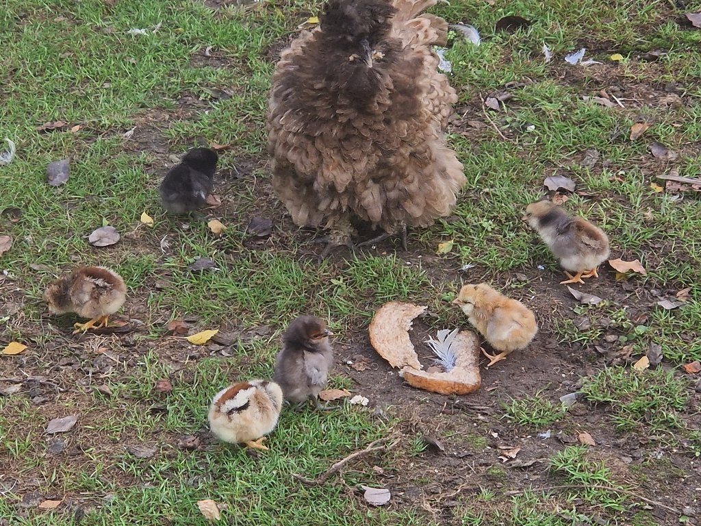 kippen met kuikens, Dieren en Toebehoren, Pluimvee, Meerdere dieren, Kip