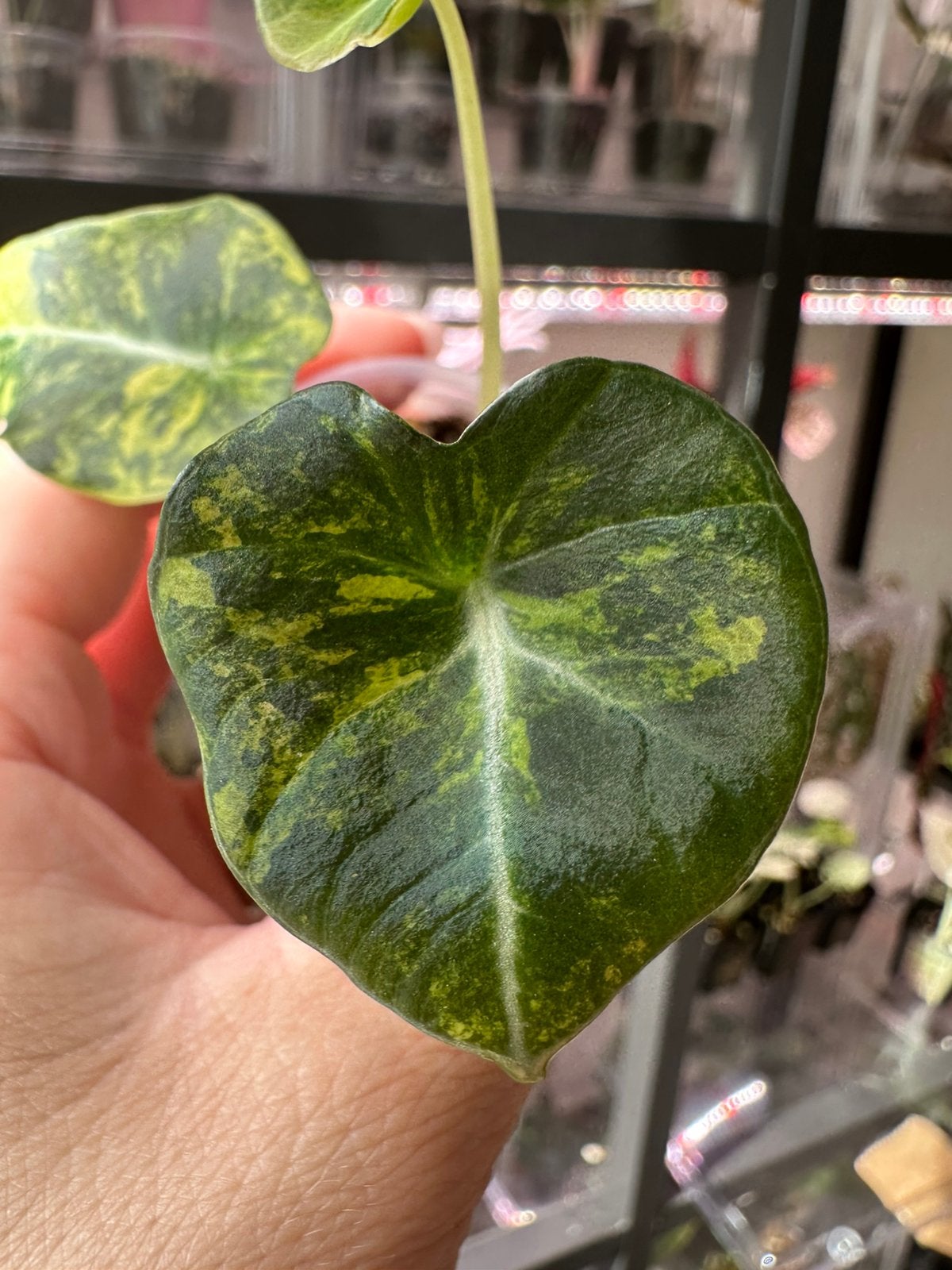 Alocasia black velvet aurea 1, Ophalen of Verzenden, Halfschaduw, Minder dan 100 cm
