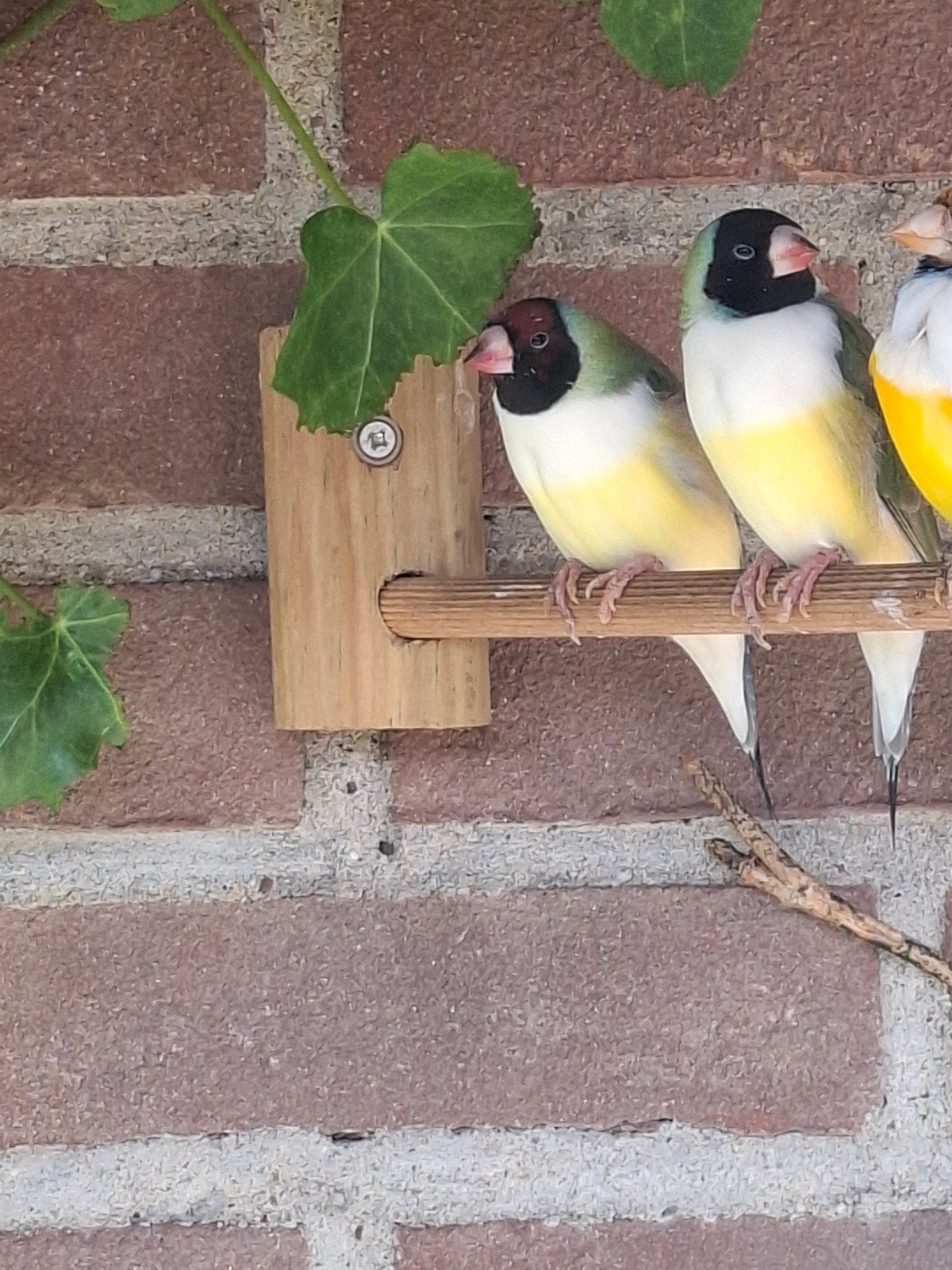Gouldamadines 4 stuks zomer '25, Dieren en Toebehoren, Vogels | Overige Vogels, Meerdere dieren, Geringd