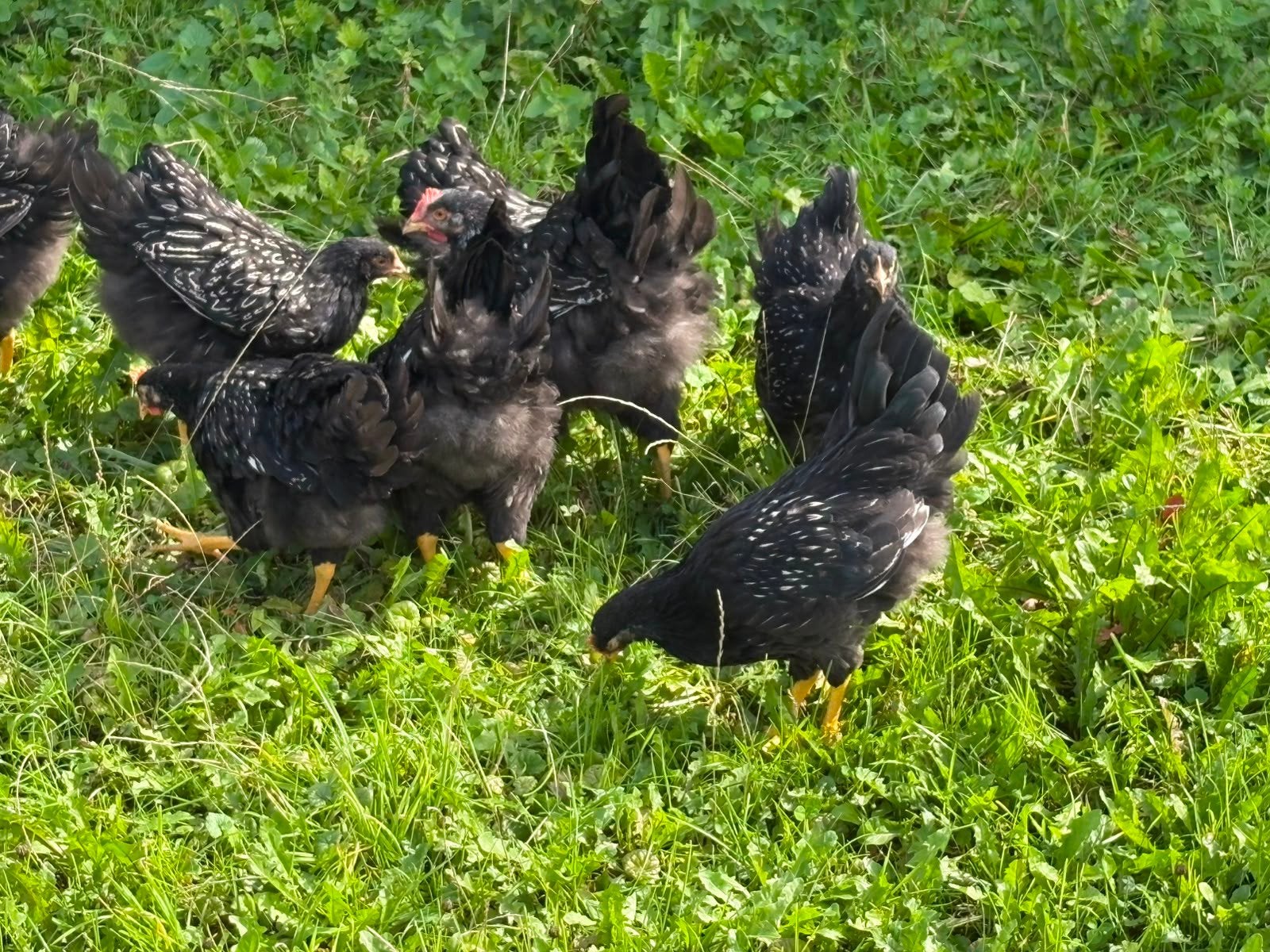 Mooie zilver dubbelgezoomde hanen, Dieren en Toebehoren, Mannelijk, Kip