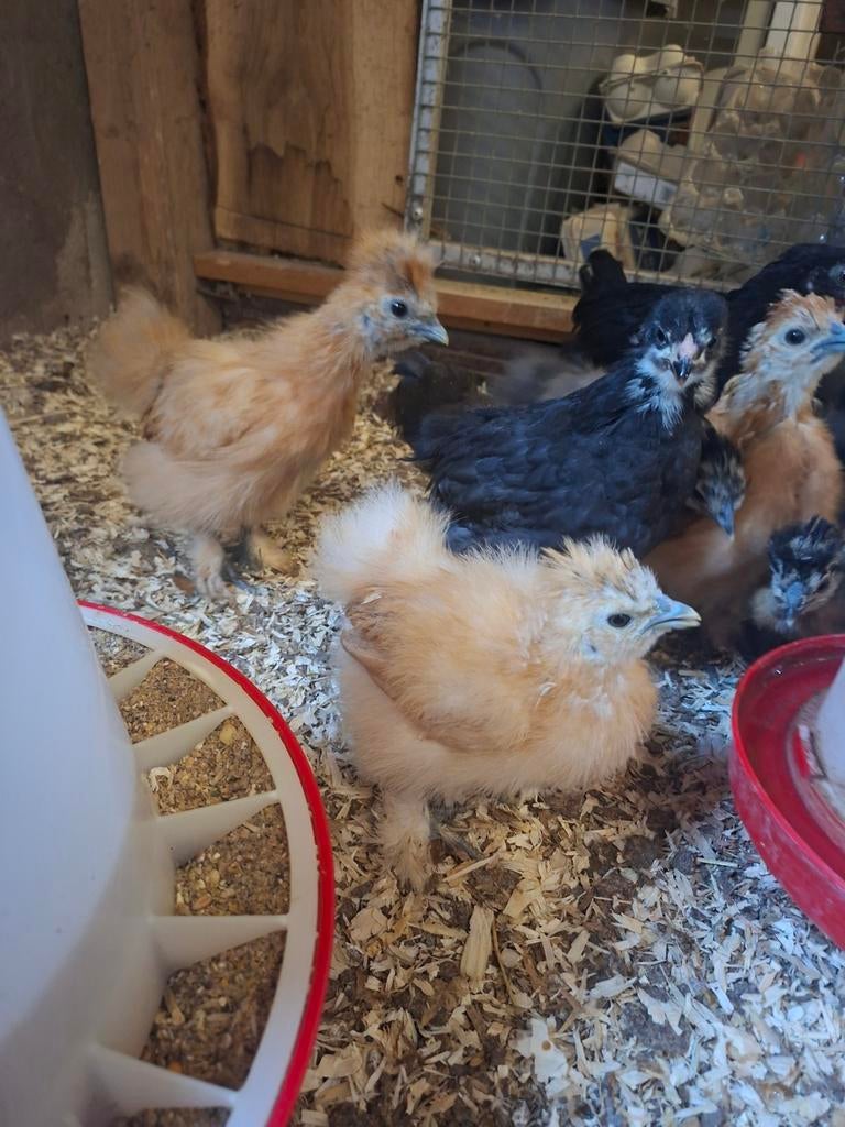 Zijdehoen en wyandotte krielkip hennen, Dieren en Toebehoren, Vrouwelijk, Kip