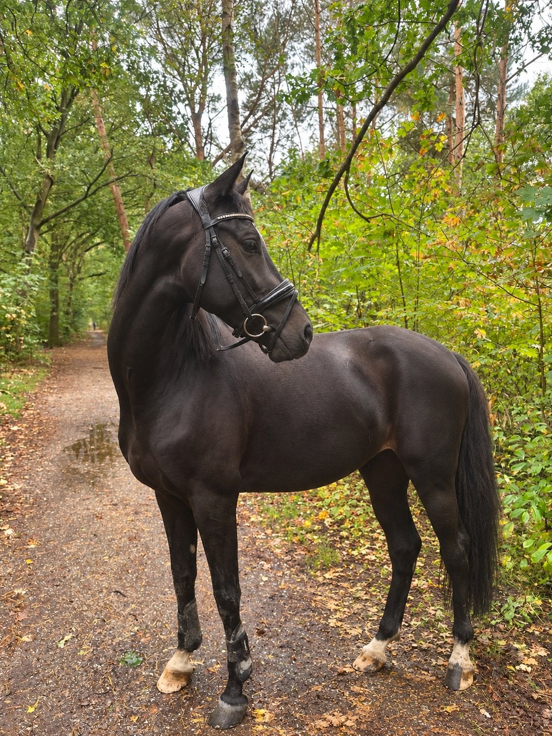 Lease: KWPN-merrie 5 jaar | Regio Nijmegen, Dieren en Toebehoren, Merrie, Met stamboom, Dressuurpaard, Zadelmak