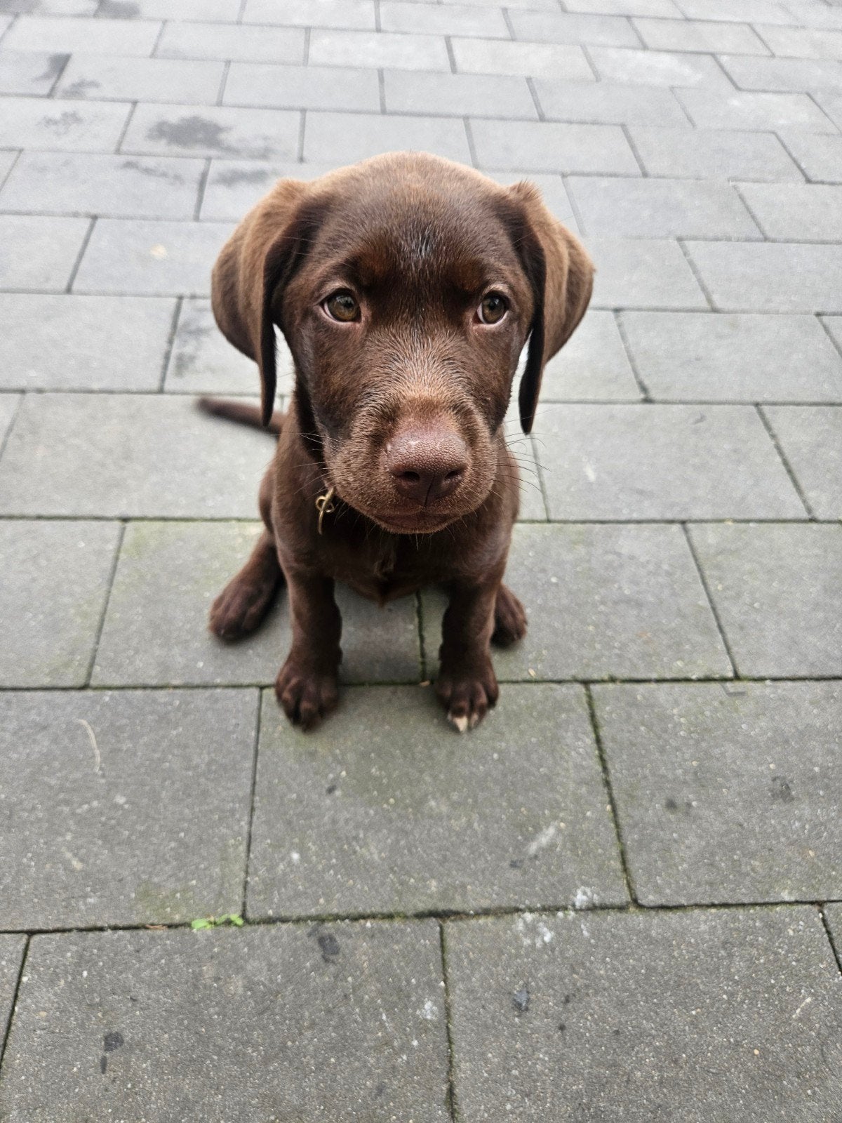 Nog 1 prachtige labrador pup beschikbaar, 8 tot 15 weken, Labrador retriever, Meerdere, Meerdere dieren
