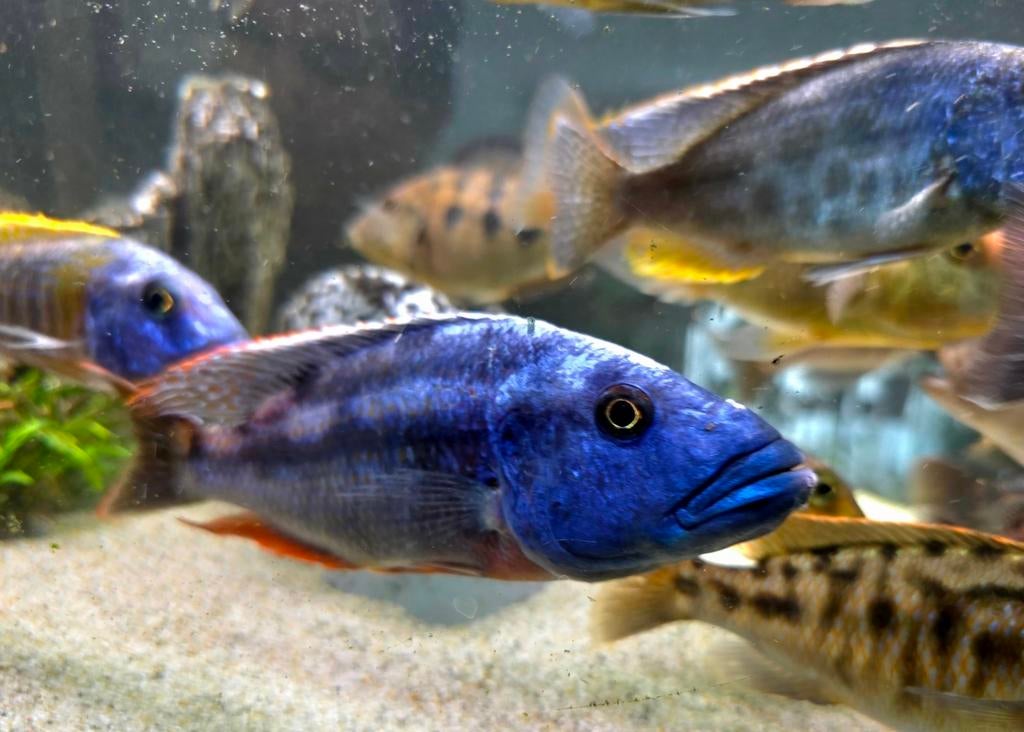 Malawi cichliden Tyrannochromis nigriventer

20-25cm, Vis