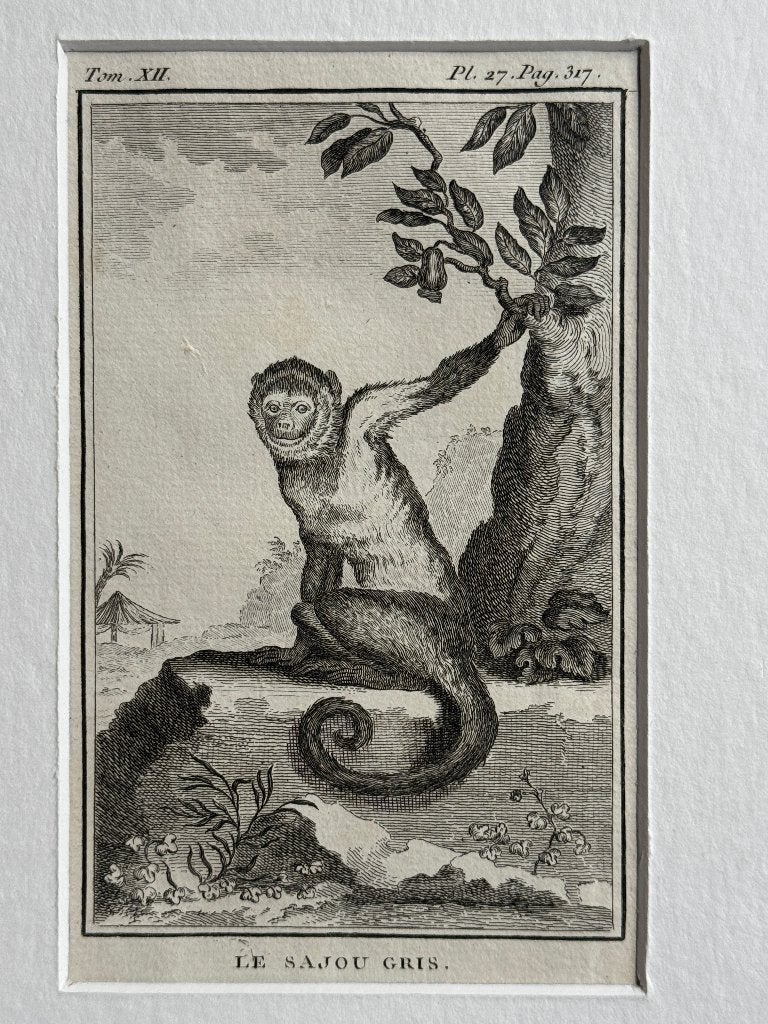 OUD 1770 Sajou Gris - aap - P0566-18, Antiek en Kunst, Kunst | Etsen en Gravures, Ophalen of Verzenden, Ets, 1700 - 1799