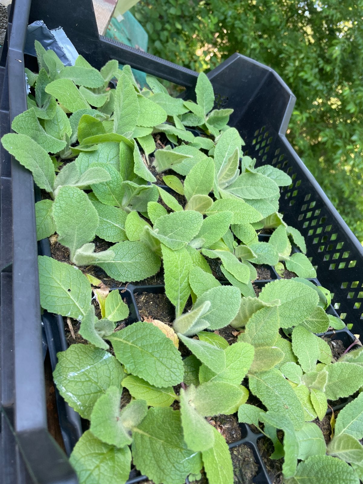 Kist met Koningskaars plantjes (6 m2), Volle zon, Tweejarig, Zomer, Ophalen