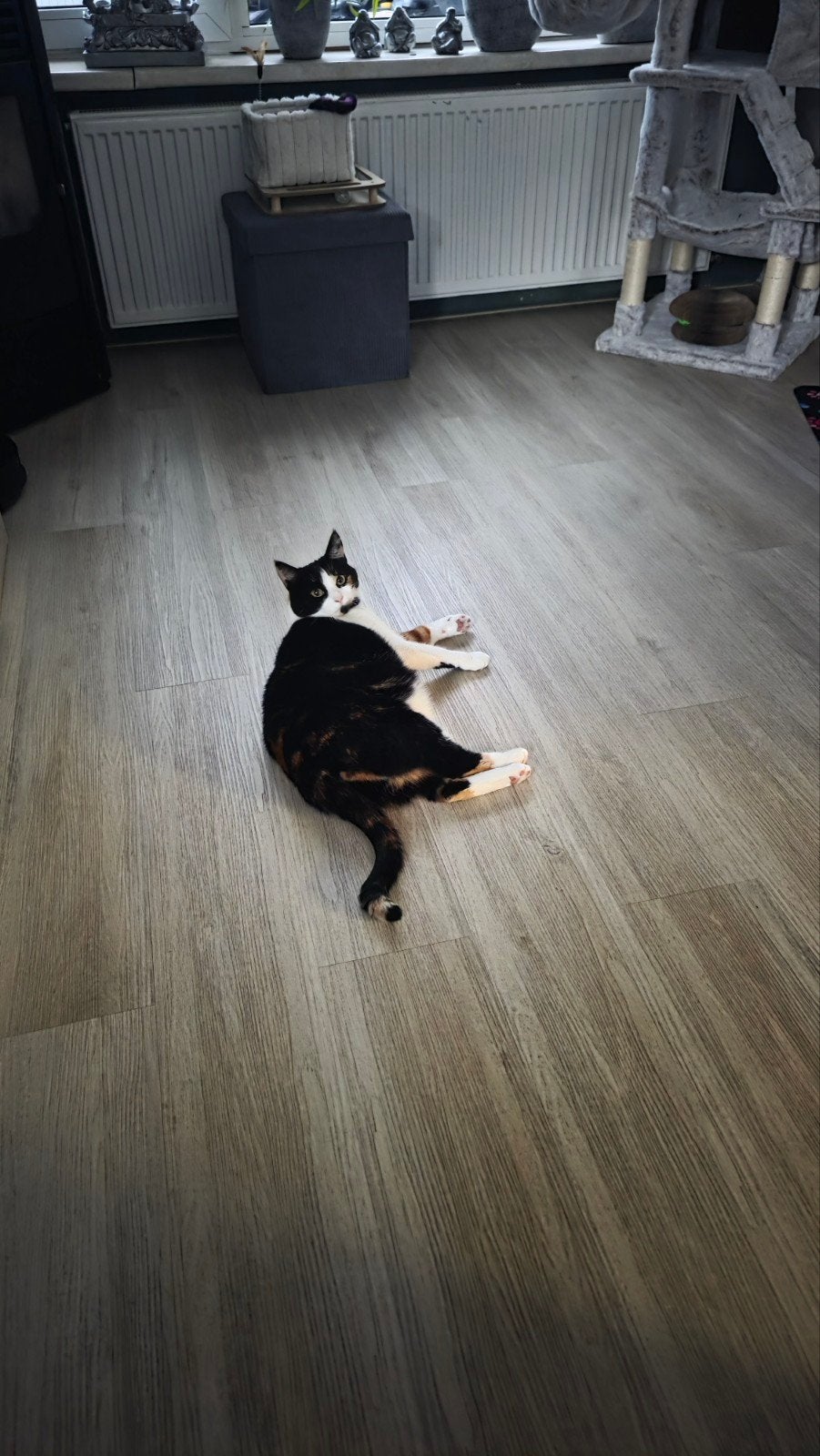 Goed tehuis gezocht voor lieve kat, Poes, 6 jaar of ouder