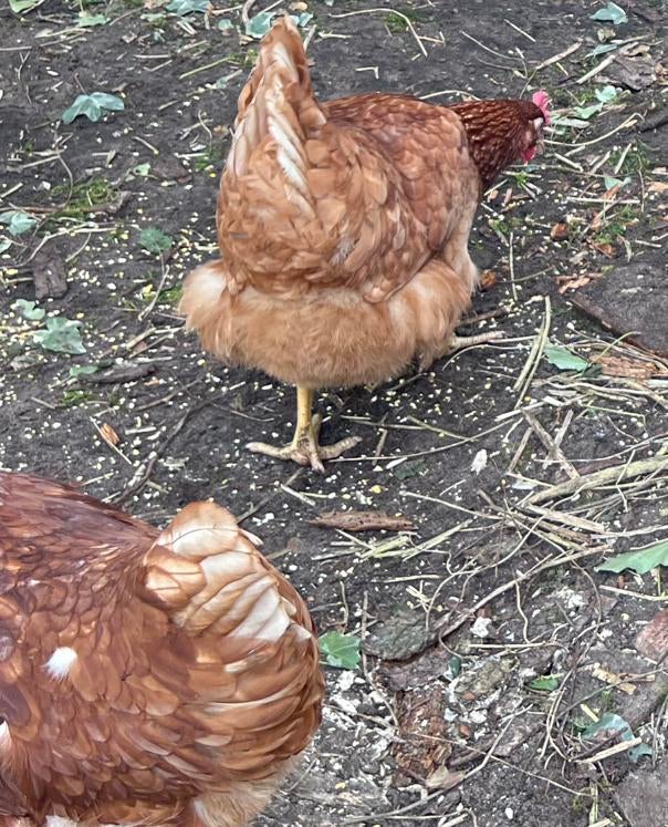 Legkippen 19/20 weken, Vrouwelijk, Kip