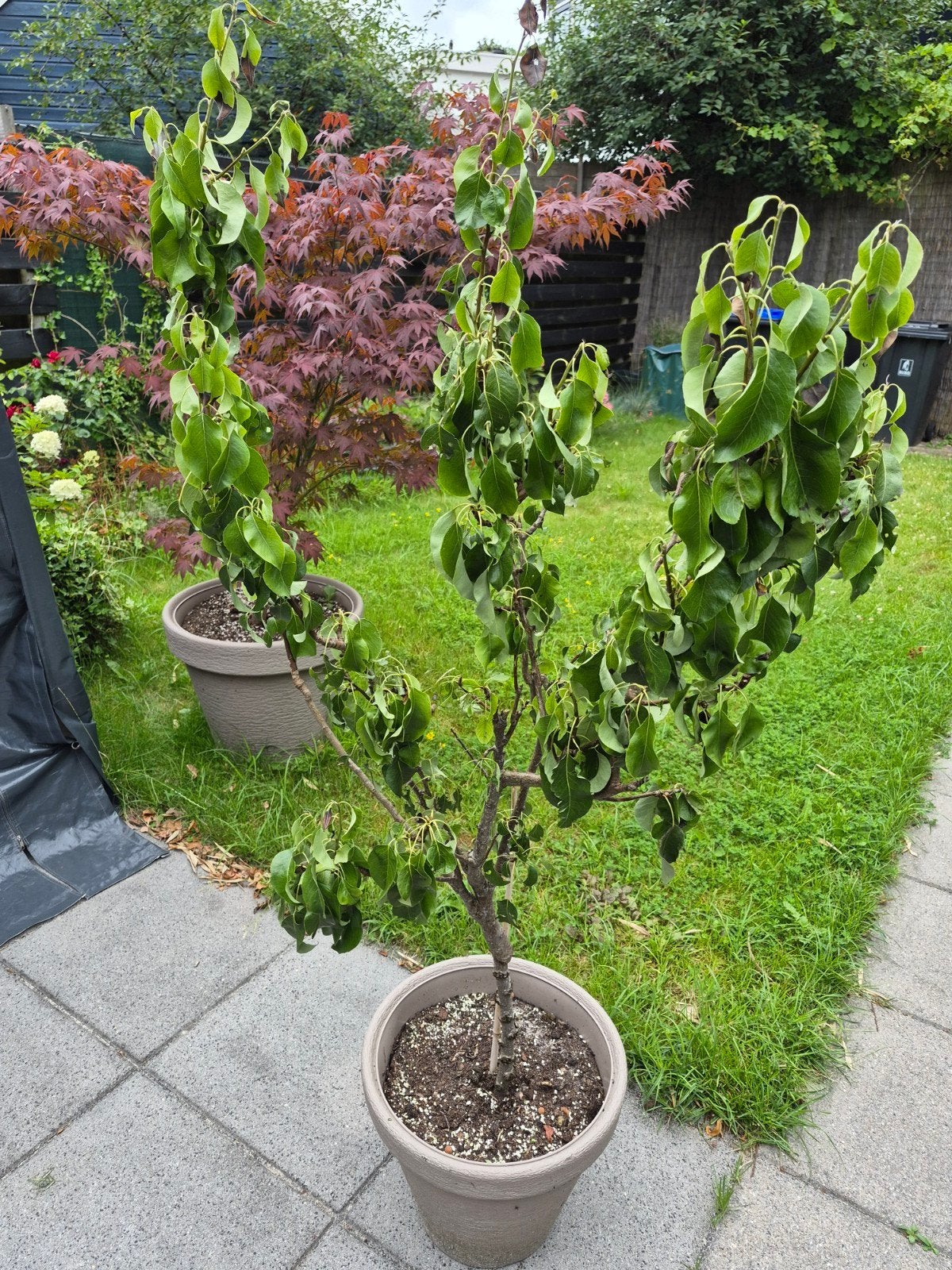 Perenboom in pot - ca. 150cm hoog incl pot., Tuin en Terras, Planten | Fruitbomen, Ophalen