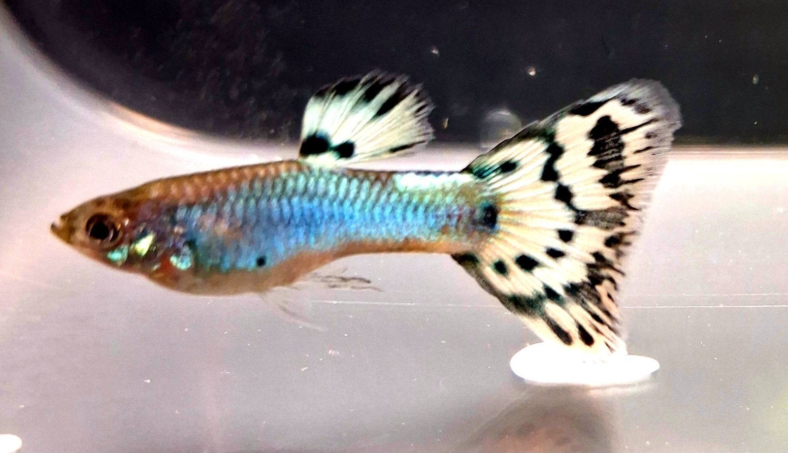 prachtige signa platinum mosaic guppy's, Vis