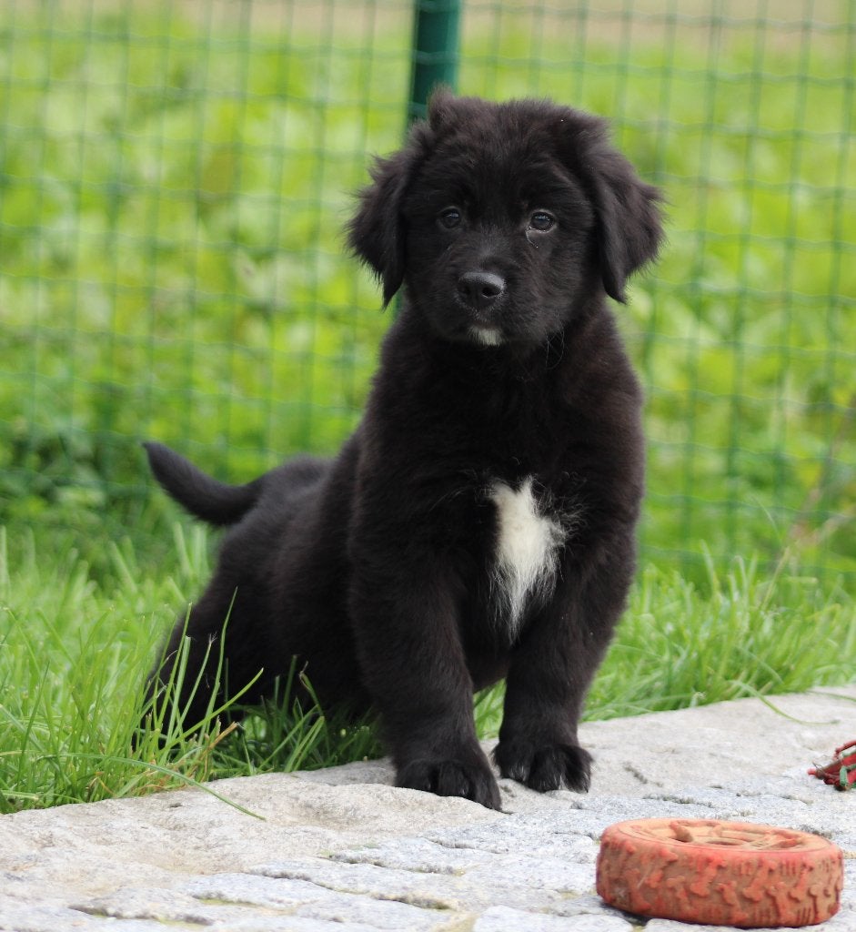 Boulab pups ( Labrador X Berner Sennen ), België, CDV (hondenziekte), 8 tot 15 weken, Labrador retriever