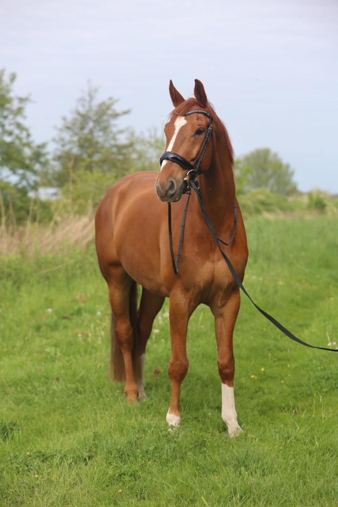 Brave familie ruin, Dieren en Toebehoren, Paarden, Ruin, M, 170 tot 175 cm, 7 tot 10 jaar, Dressuurpaard, Met stamboom, Gechipt