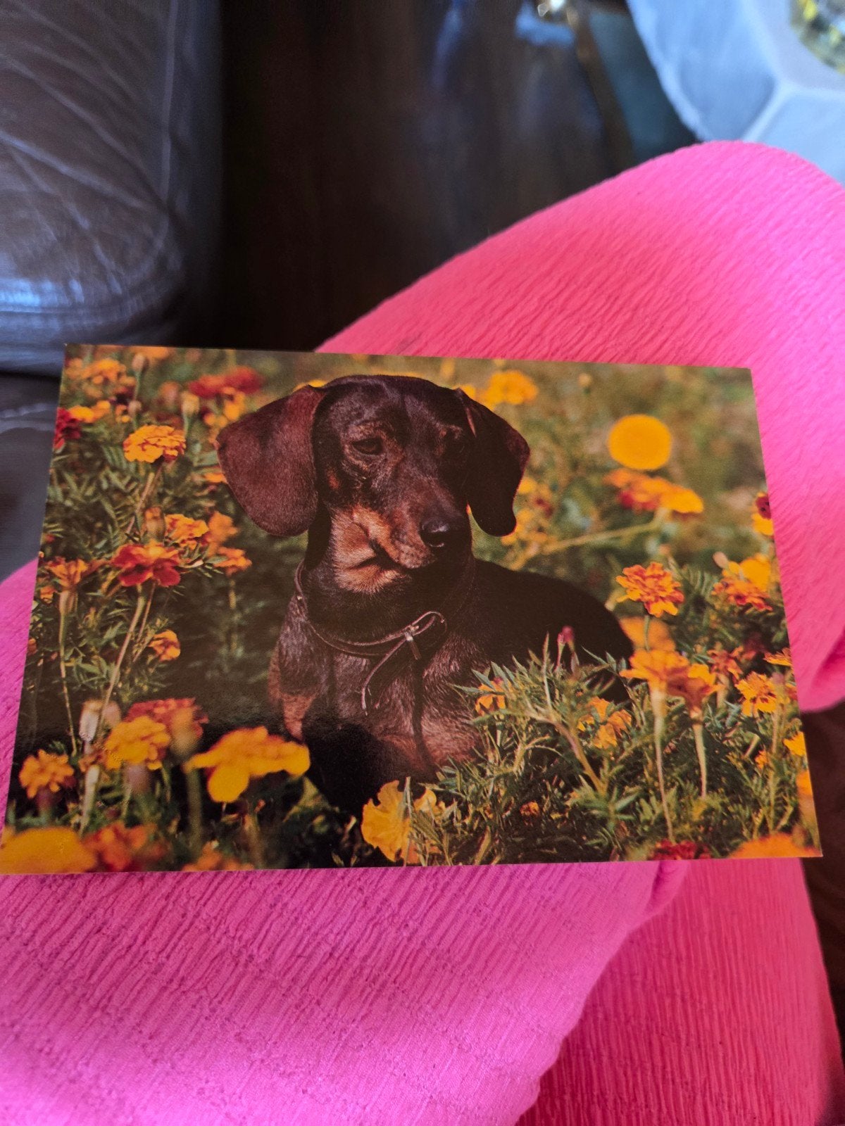Vintage Teckel Ansichtkaart - Hond in Bloemenveld, Verzamelen, Ophalen of Verzenden, 1980 tot heden, Ongelopen, Hond of Kat