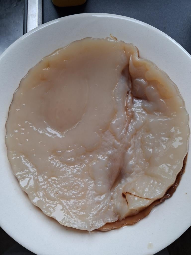 Scoby + kombucha starter, Ophalen of Verzenden