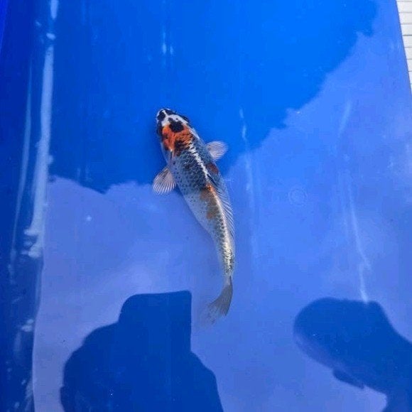 goshiki, Dieren en Toebehoren, Karper of Koi