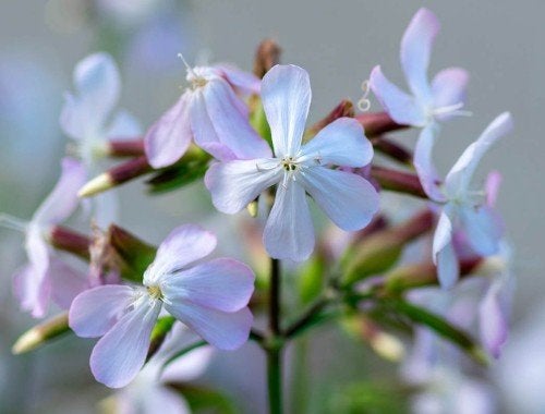 Zeepkruid zaden, Saponaria officinalis, Verzenden, Volle zon
