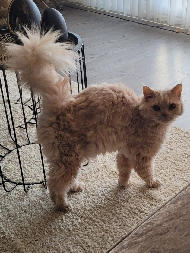 Fozzie zoekt gouden mandje (Selkirk Rex van 3 jaar), Dieren en Toebehoren, Katten en Kittens | Raskatten | Langhaar, Kater, Gechipt