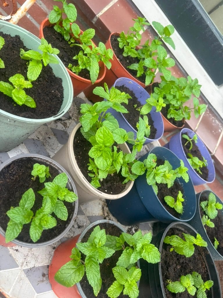 muntthee plantjes plant tuin, Tuin en Terras, Ophalen, Vaste plant, Kruiden, Volle zon