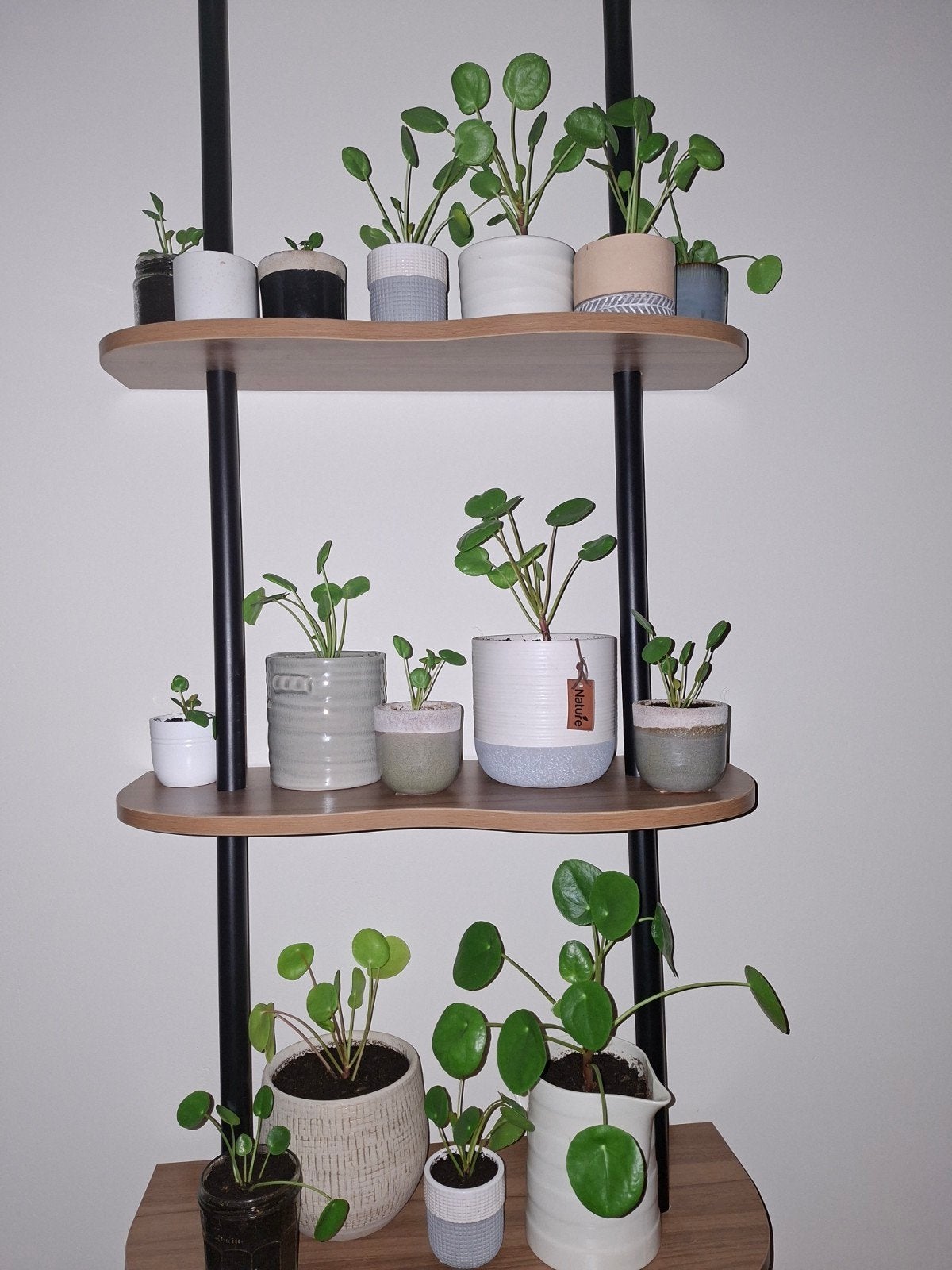 Pannenkoekenplant (Pilea Peperomioides), Ophalen, Overige soorten, Halfschaduw, In pot
