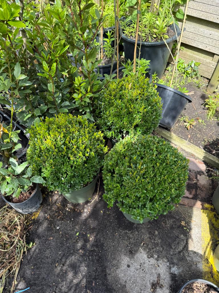Ilex bollen 35 + zeer mooi  wordt niet opgegeten 29,50, Tuin en Terras, Planten | Tuinplanten, Vaste plant, Bloeit niet, Halfschaduw