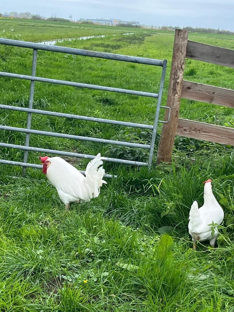 Kippenopvang zkt goede plek voor grote, oudere haan en hen!, Dieren en Toebehoren, Pluimvee, Meerdere dieren, Kip