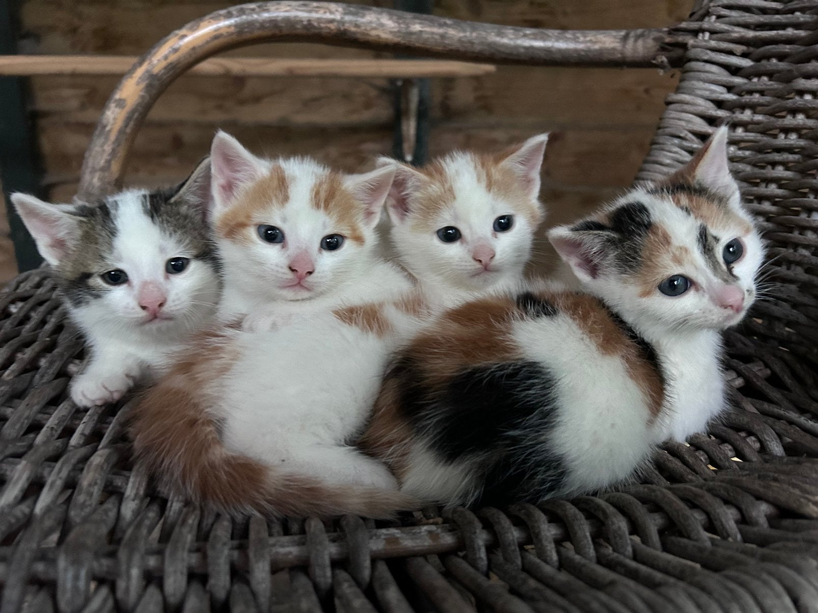 4 deftige boerderij kittens, Meerdere dieren