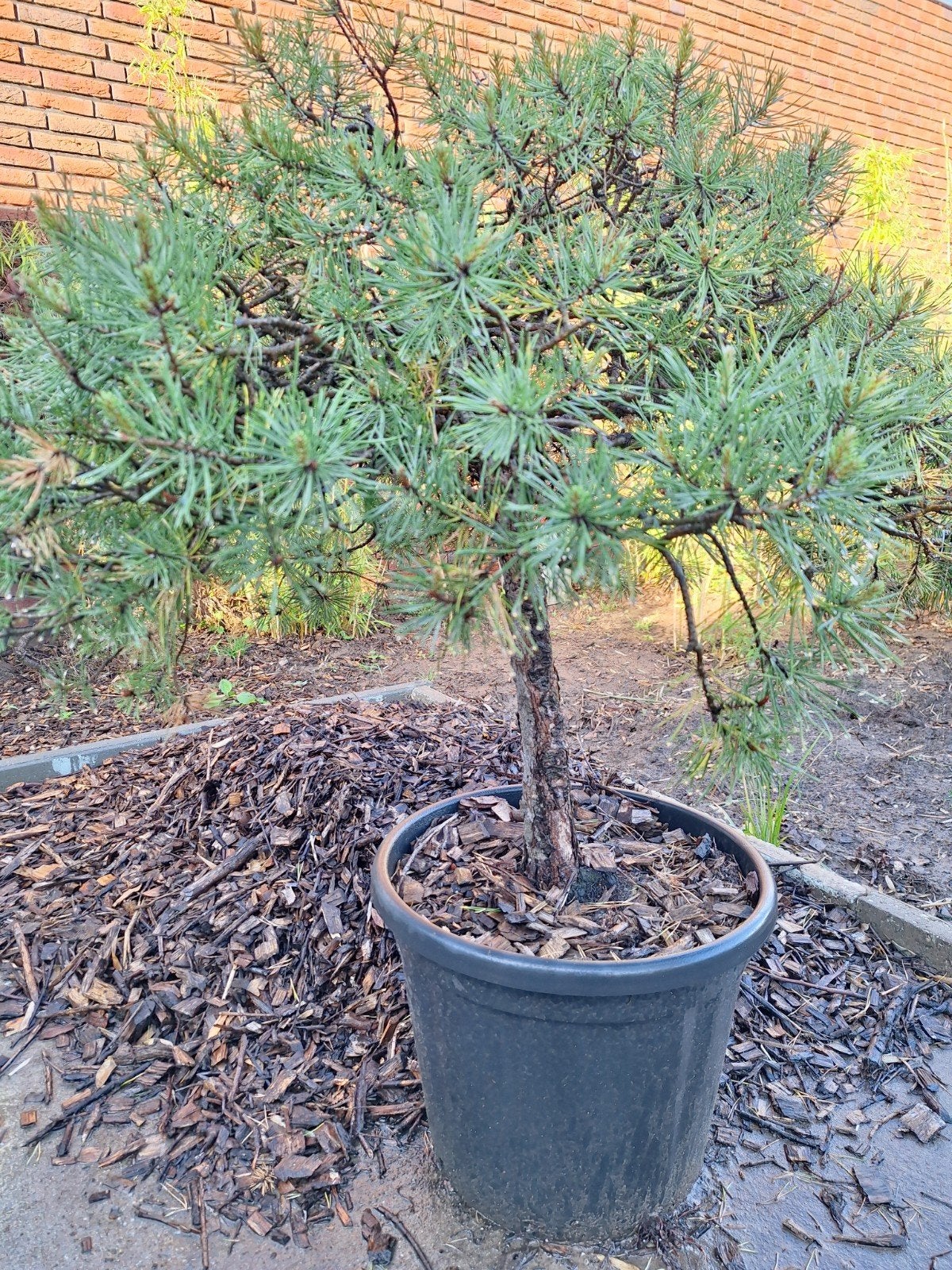 Pinus corsica.in bonsai vorm, Tuin en Terras, Ophalen of Verzenden, Overige soorten, Volle zon