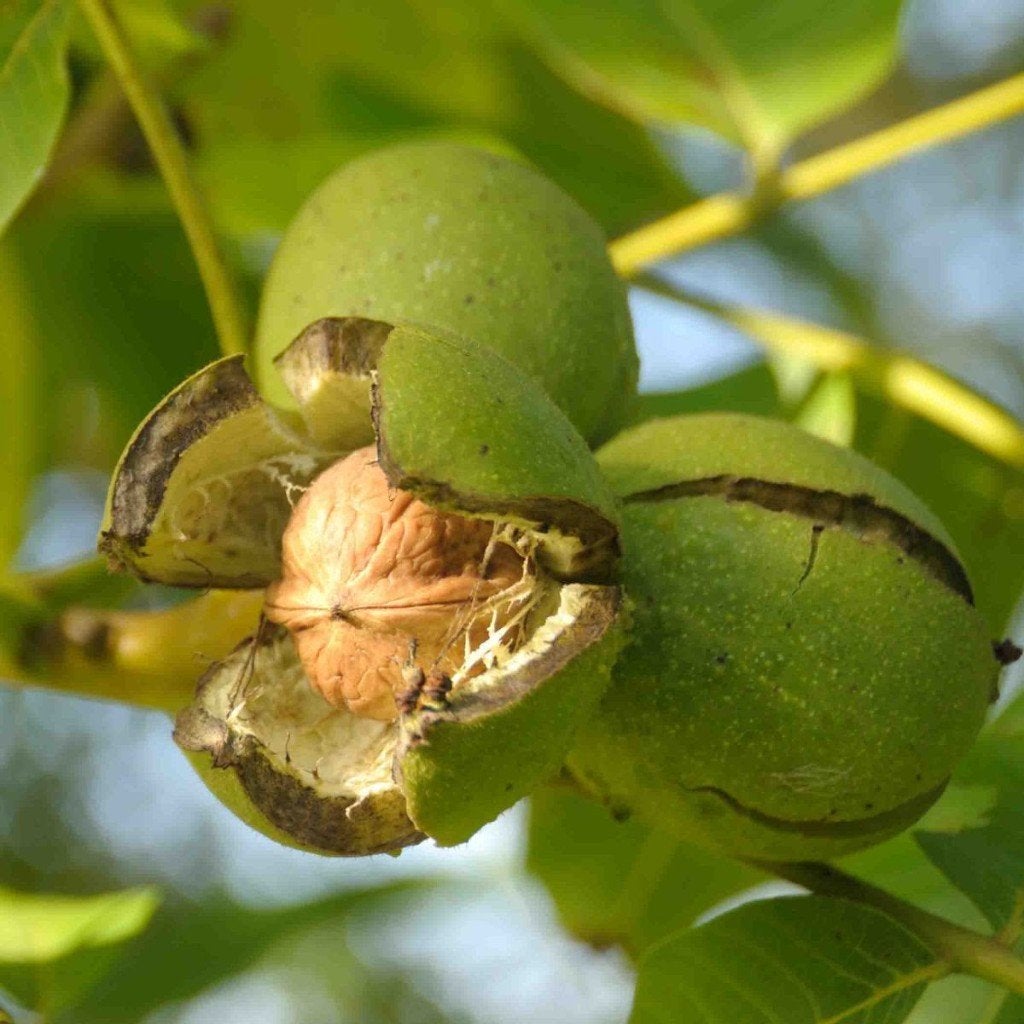 BOOM Juglans regia Gewonne Walnoot, Okkernoot eetbaar Groot, Volle zon, Vaste plant, Verzenden, Fruitplanten
