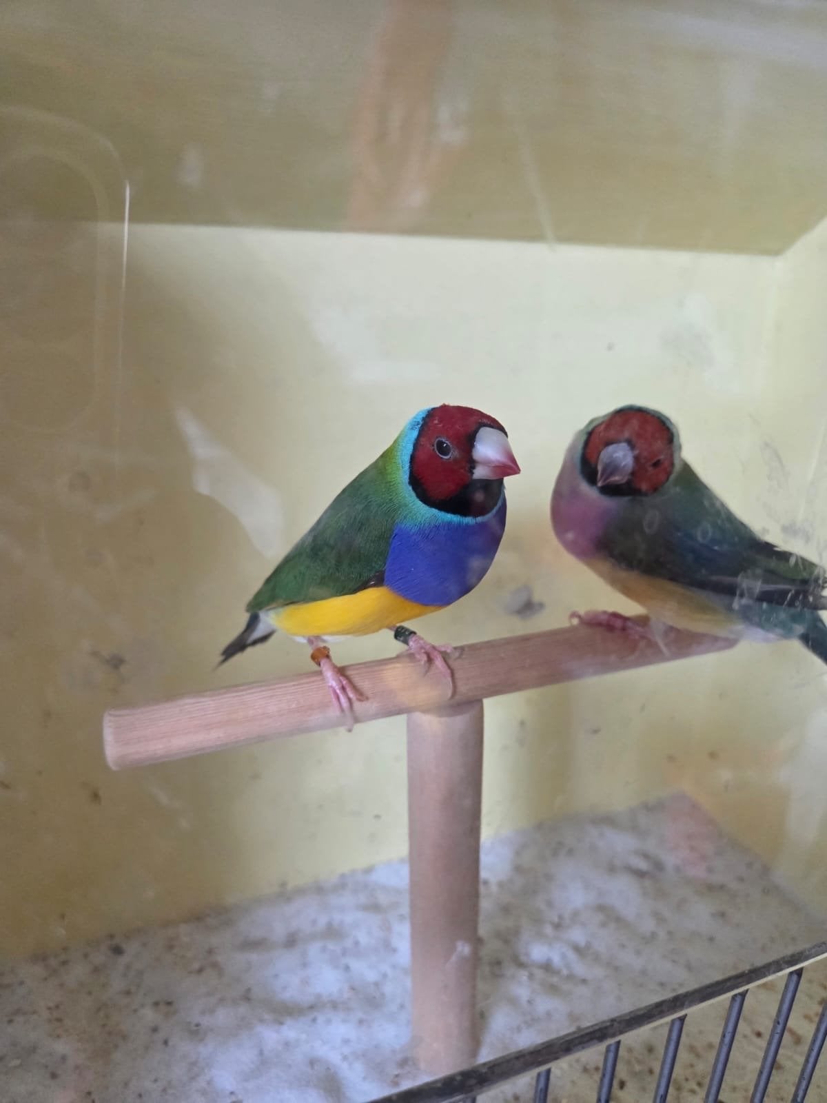 Gouldamadine, Tropenvogel