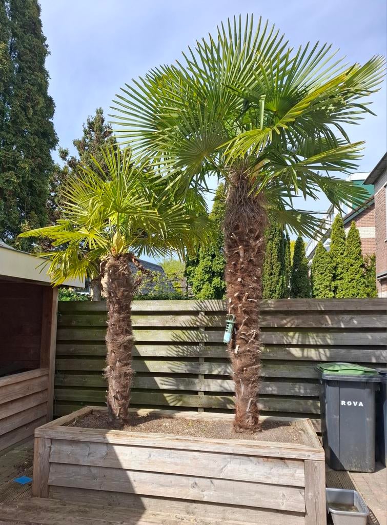 Palmbomen, Tuin en Terras, Planten | Bomen, 250 tot 400 cm, Zomer, Palmboom, Ophalen