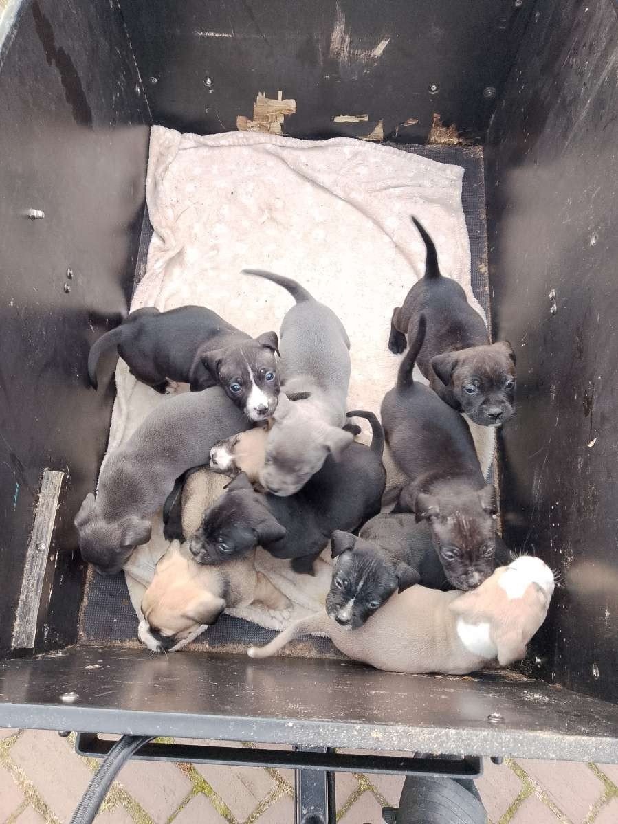 mooie lieve bully pups, 8 tot 15 weken, Meerdere, Meerdere dieren, Middel