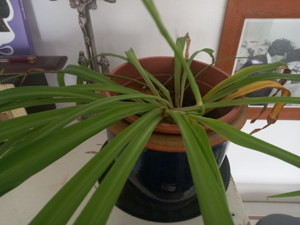 Plants: huisplanten, Ophalen, Overige soorten, Halfschaduw, Minder dan 100 cm